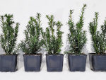 Taxus cuspidata "Lescow" - (Eibe "Lescow")               Topf                   12-18 cm